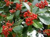 Šermukšnis švediškas (lot. Sorbus intermedia) -c5 Šermukšnis švediškas (lot. Sorbus intermedia) -c5